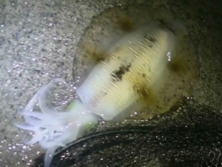 雨の中アオリイカ釣り